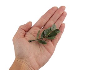 Umělá mini větvička buxus k aranžování a tvorbě voniček